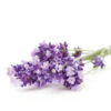Aceite Esencial de Lavanda 100ml - Imagen 3