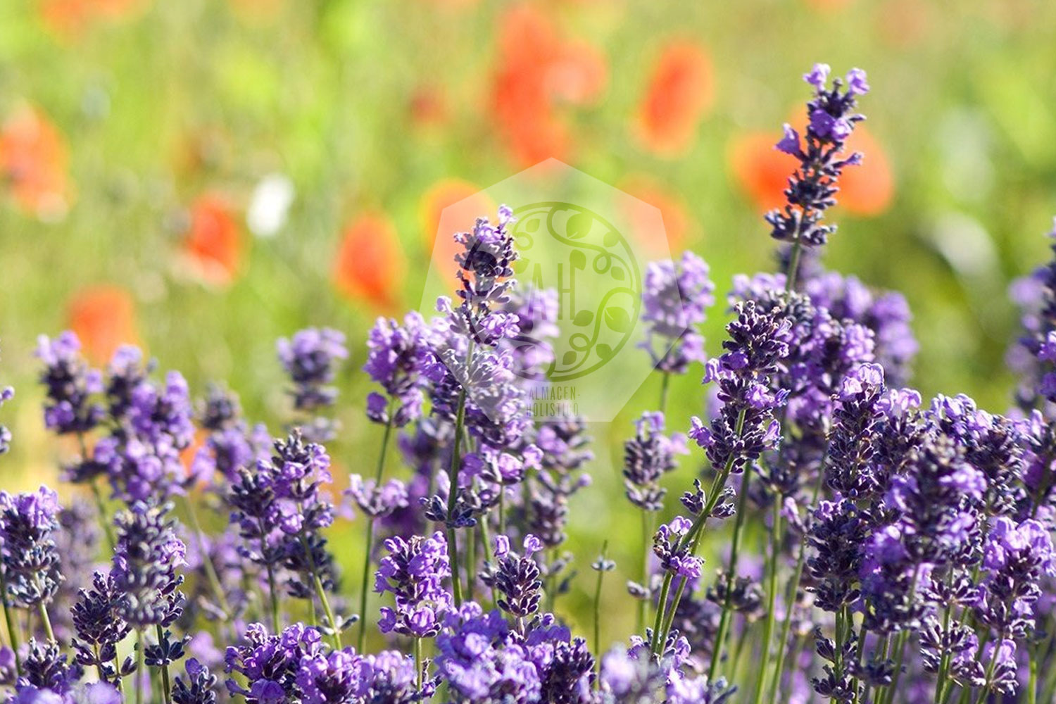 Qué es el Aceite Esencial de Lavanda?