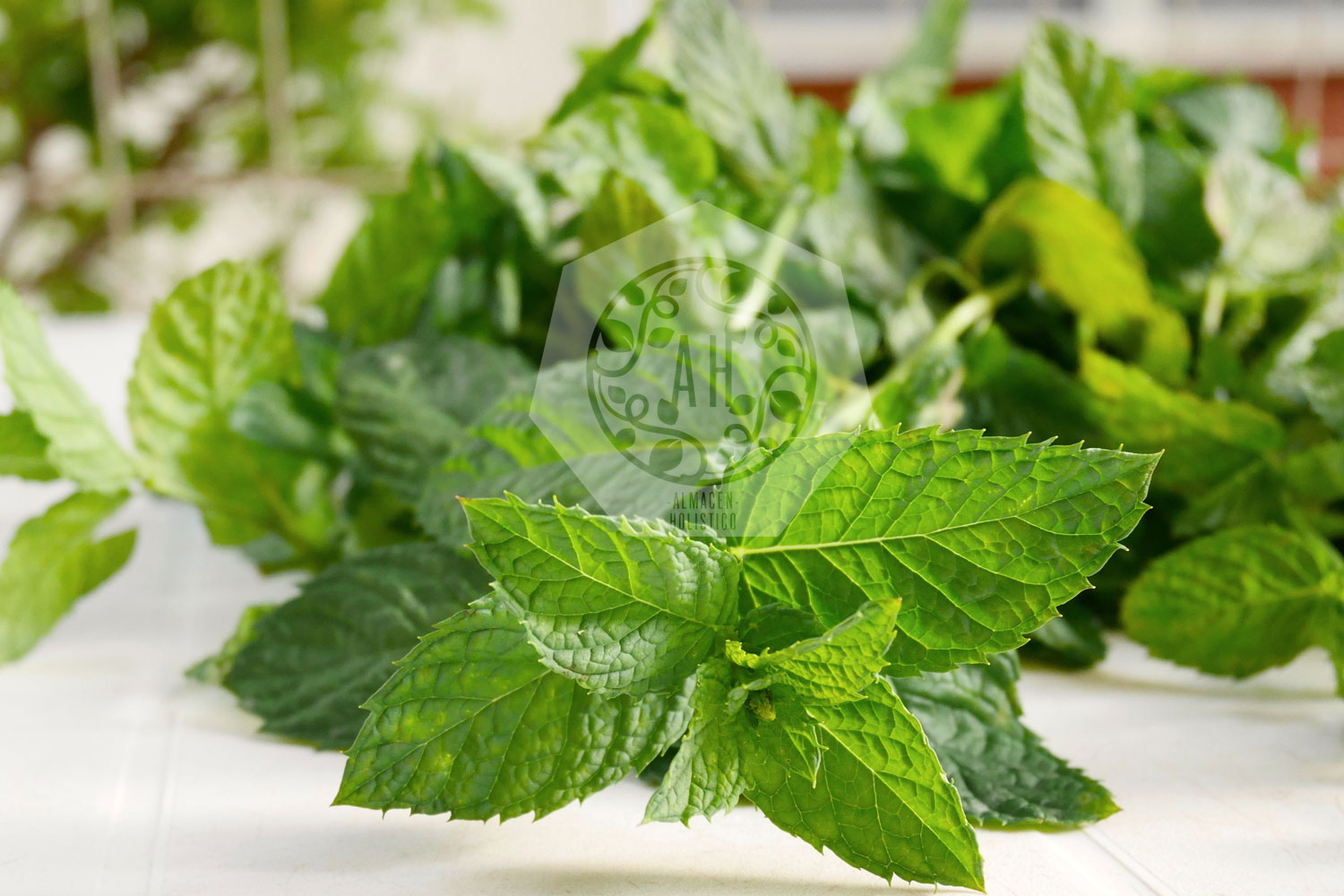 Aceite Esencial de Menta
